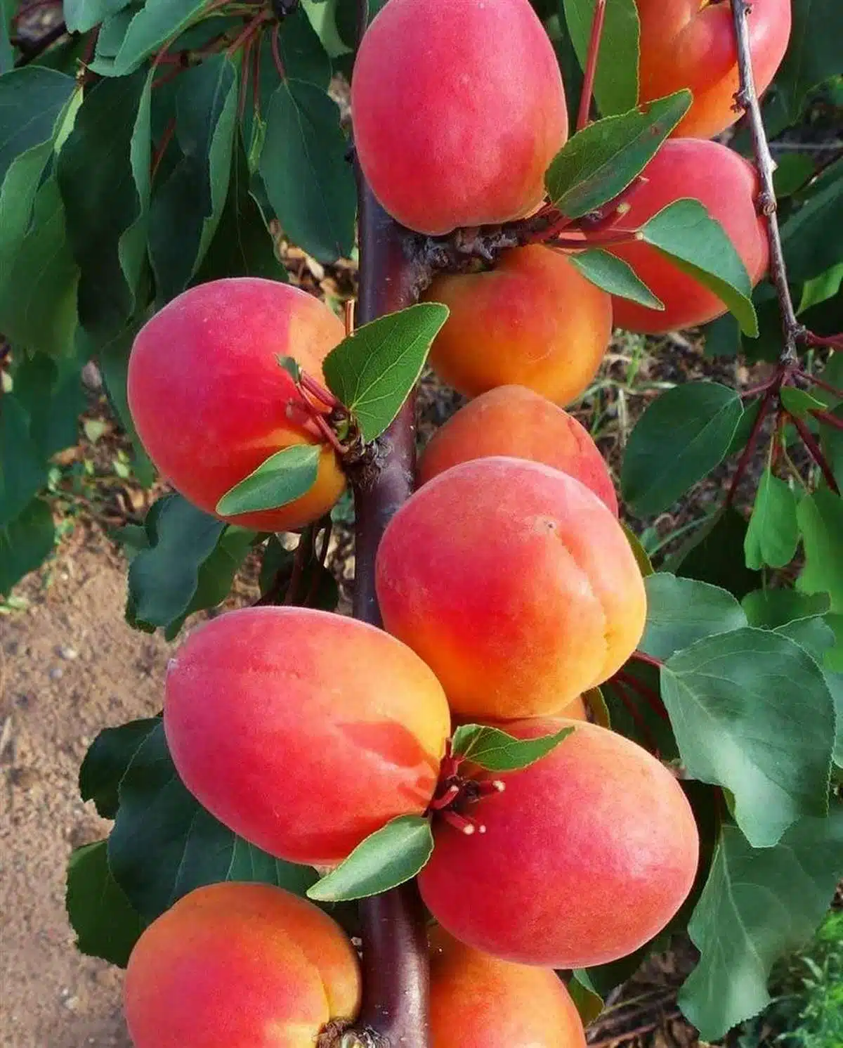 copertina albero radice nuda