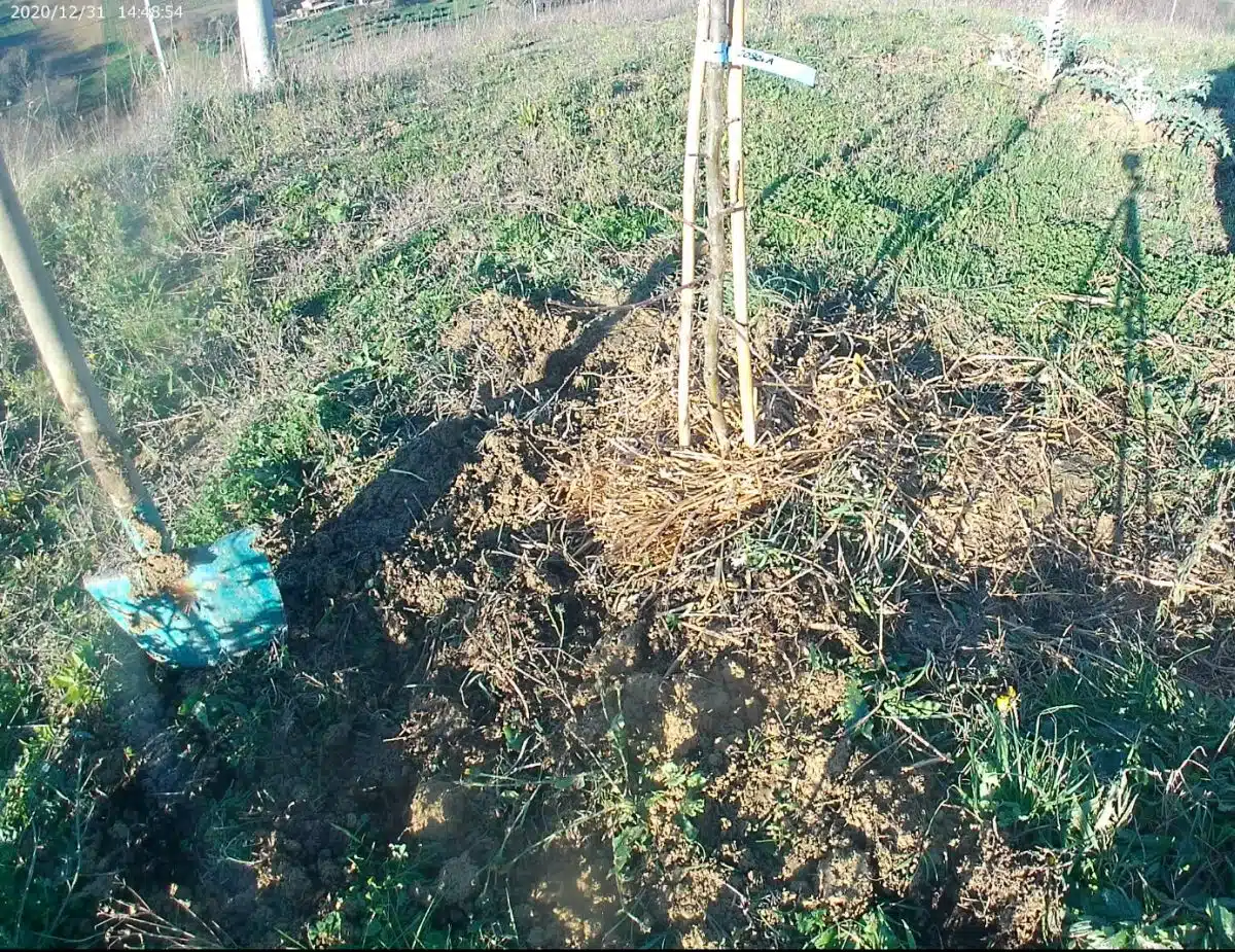 Come si trapianta un albero da frutto a radice nuda 7 pacciamatura alberi da frutto