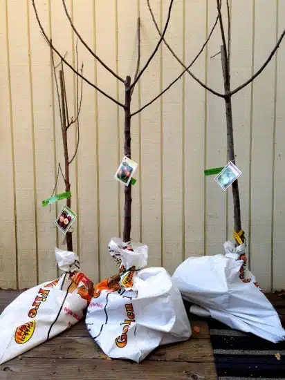 Come si trapianta un albero da frutto a radice nuda 10 piante a radice nuda protezione radici