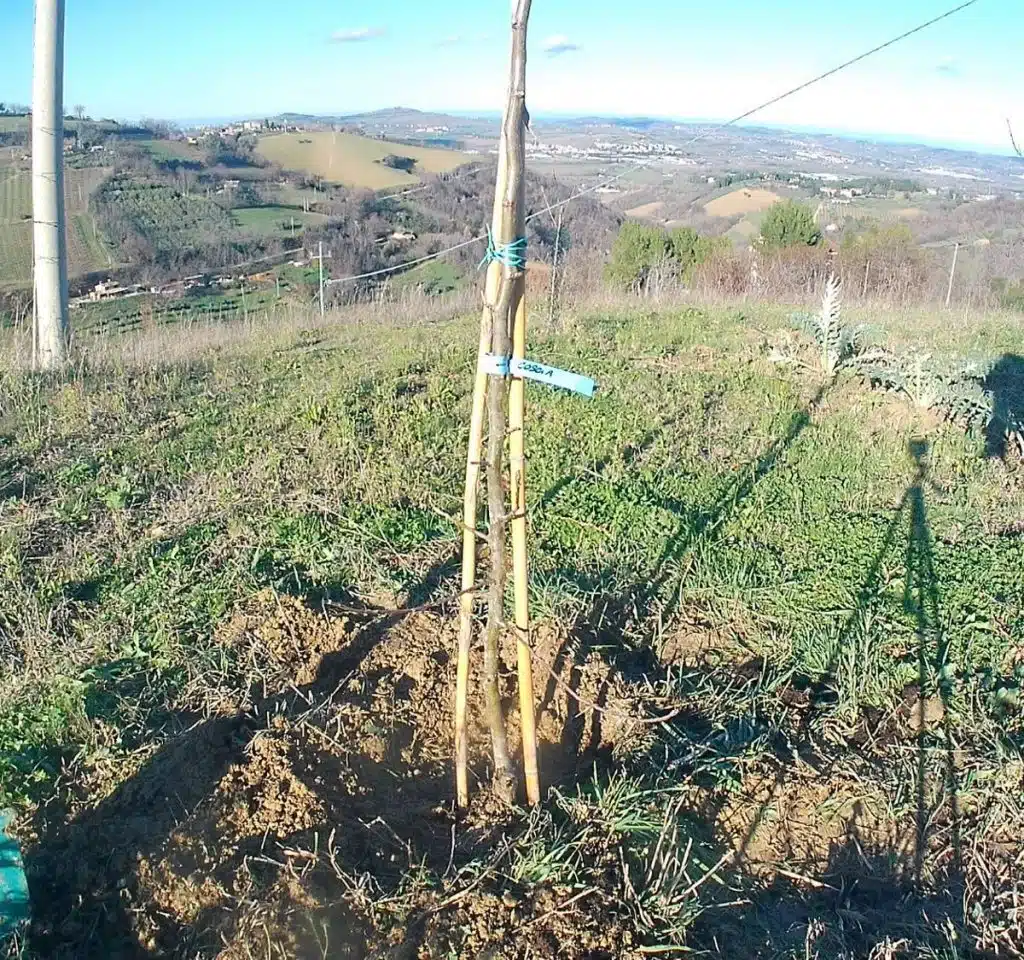 Come trapiantare un albero da frutto 2 sostegni albero da frutto