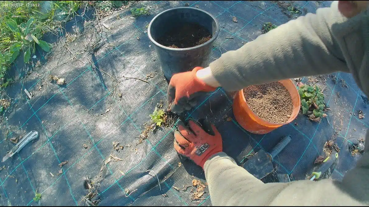 Come si coltivano le fragole in vaso e nell'orto 7 Coltivare le fragole in vaso e nell'orto -concimazione delle fragole nell'orto