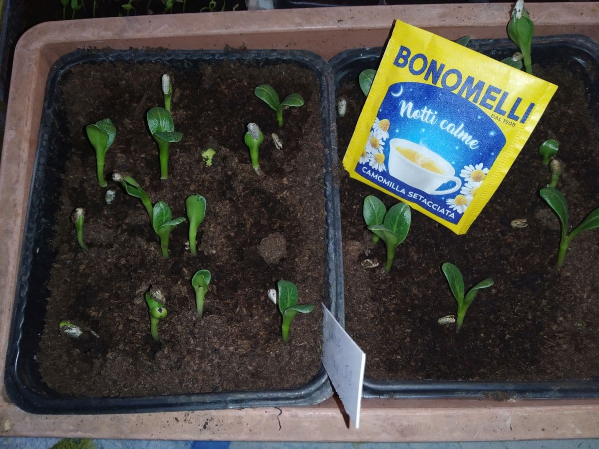 logo camomilla per germinazione semi in semenzaio