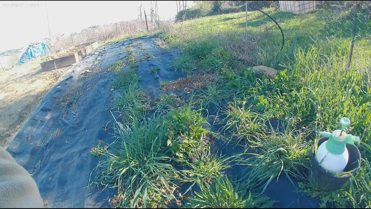 Come si coltivano le fragole in vaso e nell'orto 10 Coltivare le fragole in vaso e nell'orto -pulizia delle fragole dalle erbe infestanti