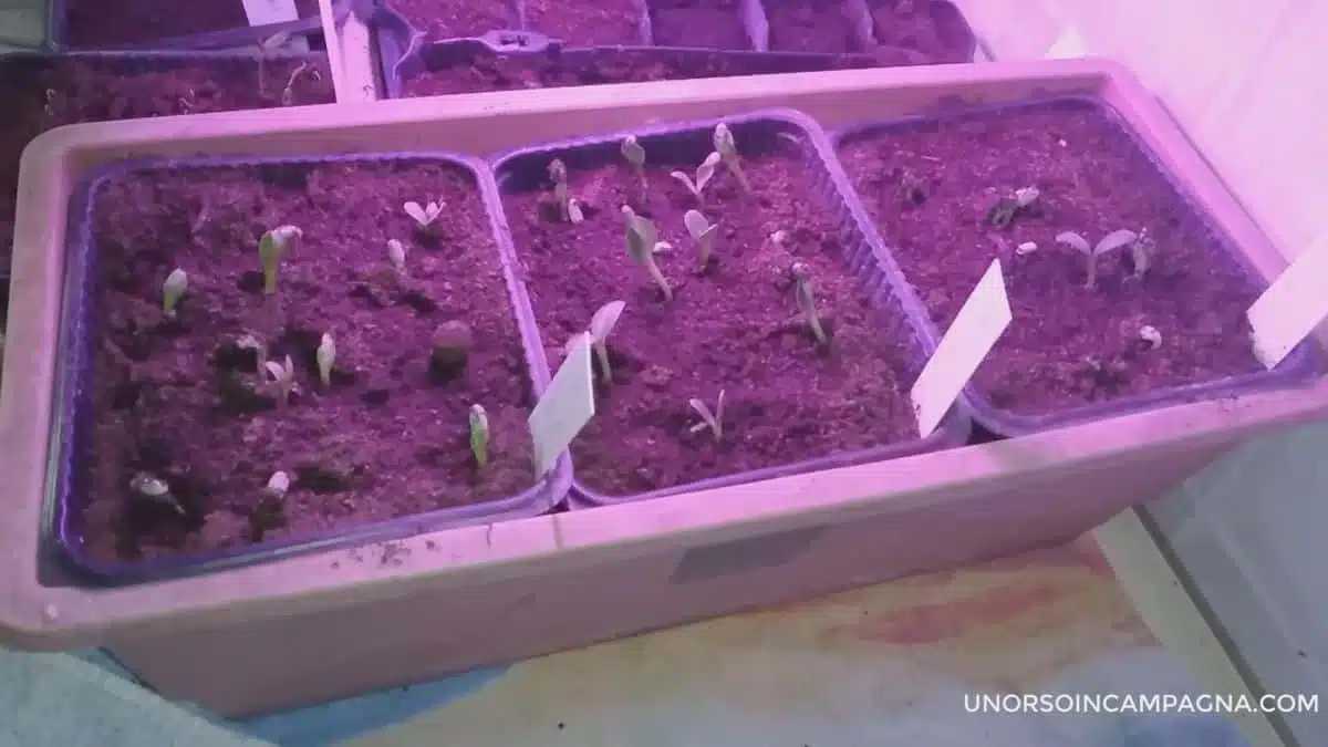 Germinazione dei semi con la camomilla - semi carciofi nella camomilla