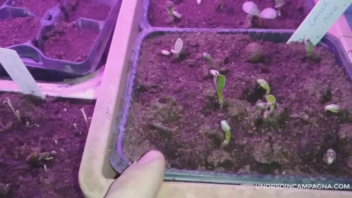 Germinazione dei semi con la camomilla - semi carciofi nella camomilla