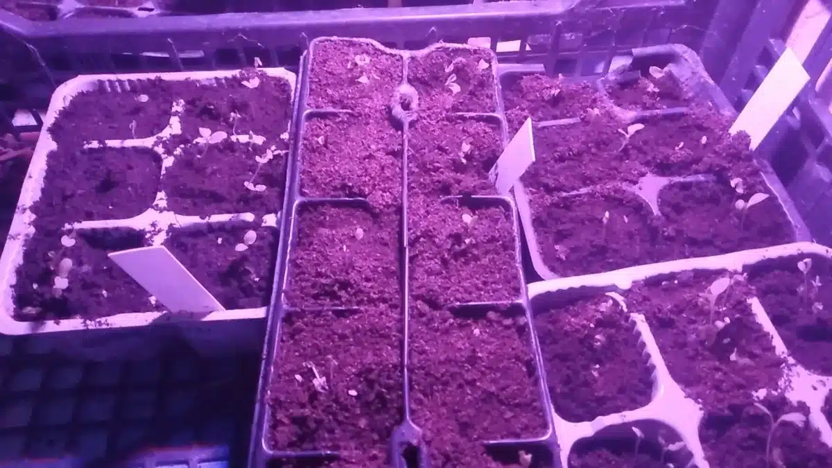 Germinazione dei semi con la camomilla - semi insalata nella camomilla