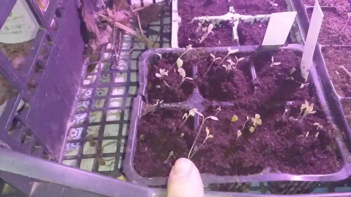 Germinazione dei semi con la camomilla - semi insalata nella camomilla-piantine che filano