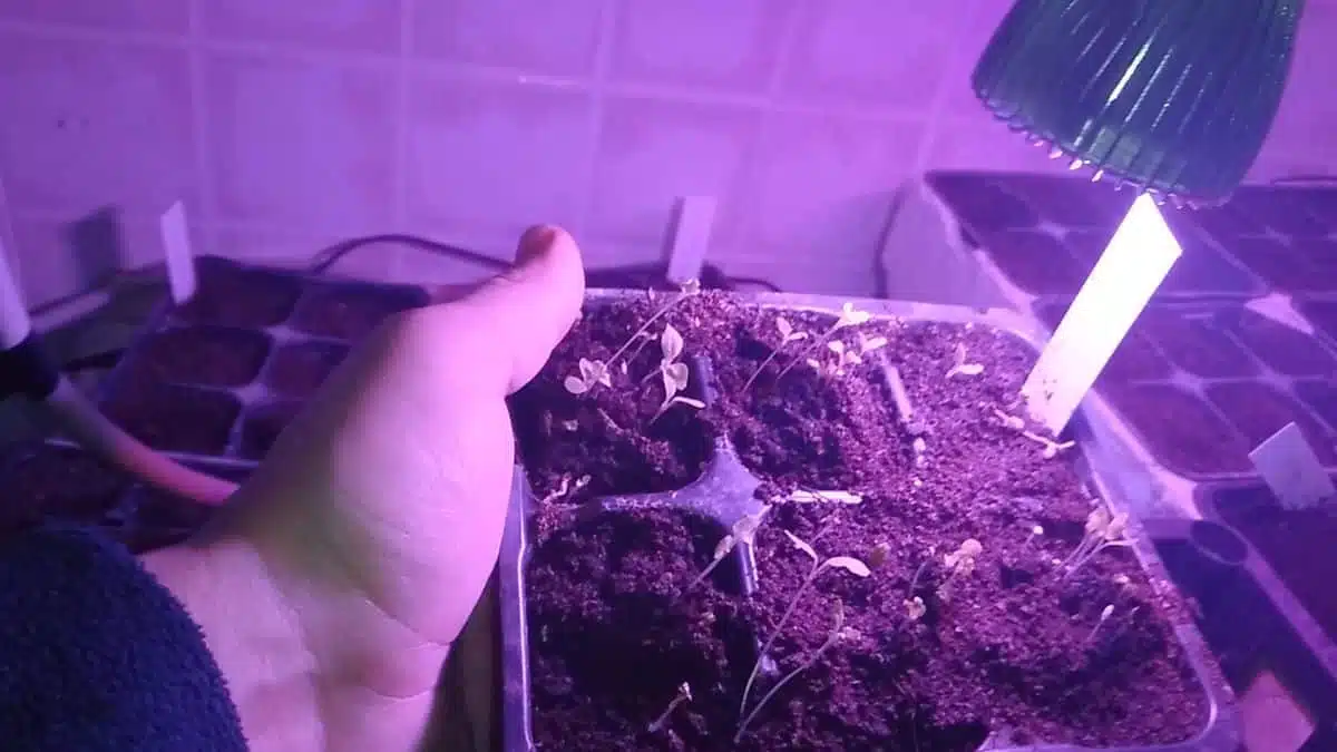 Germinazione dei semi con la camomilla - semi insalata nella camomilla-Luce LED