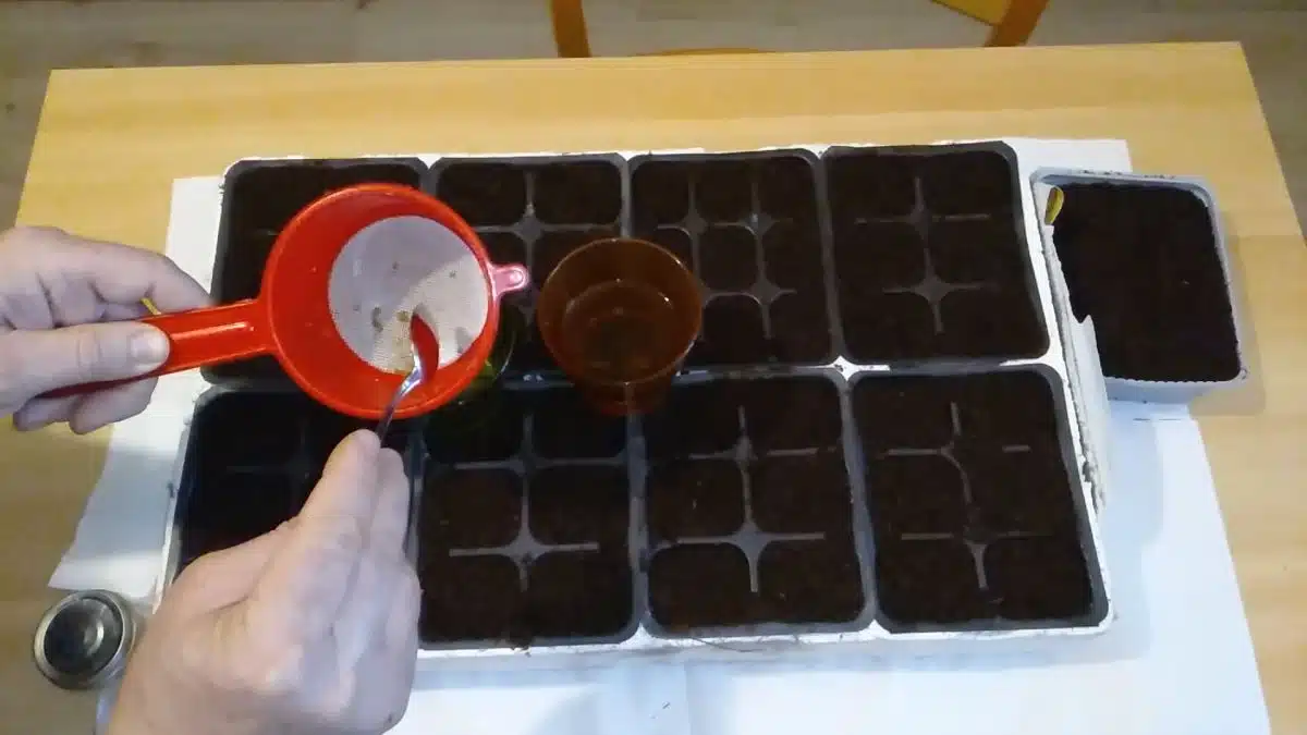 Germinazione dei semi con la camomilla - semi nella camomilla