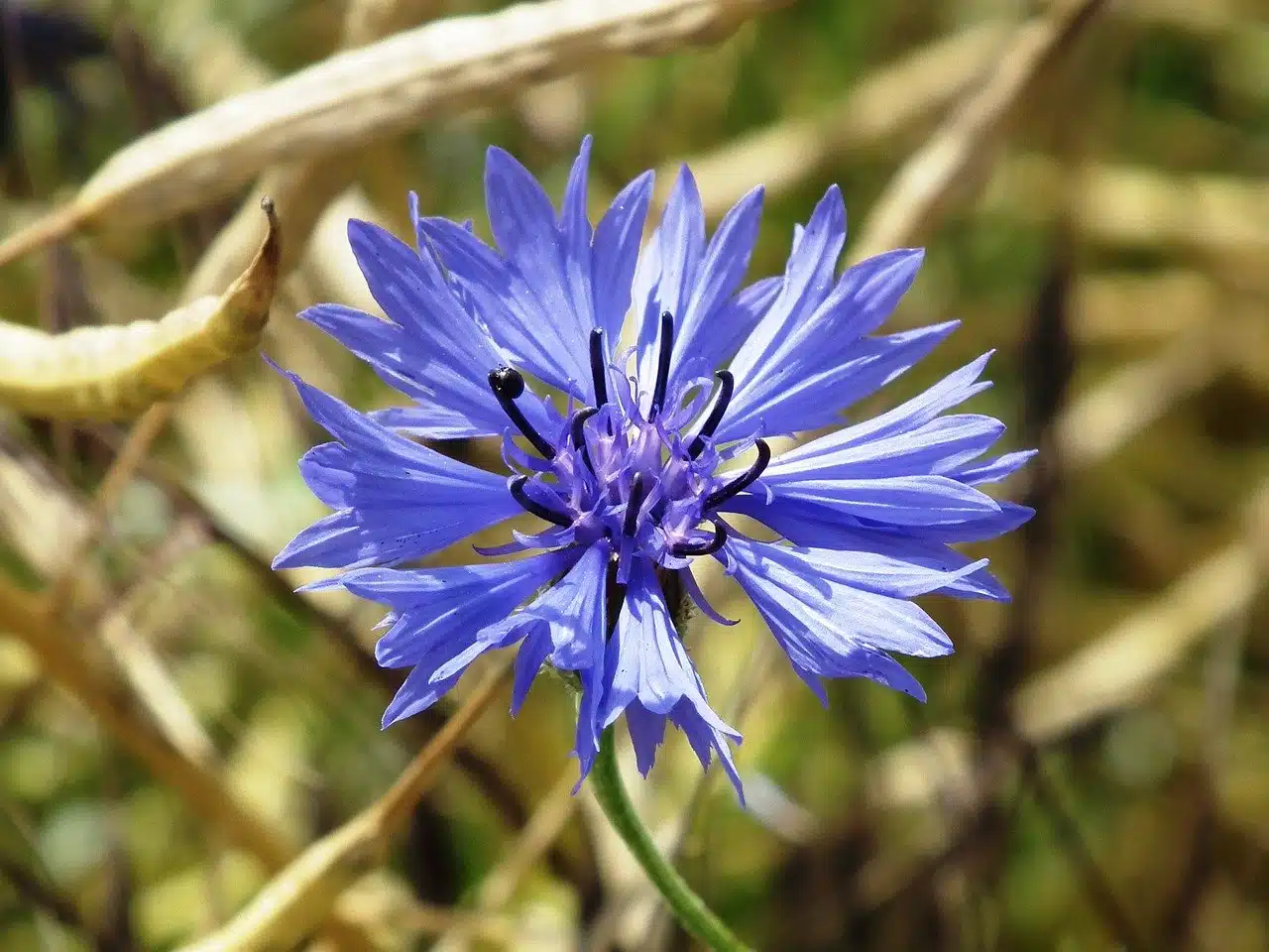 Tipo di terreno e cosa coltivare - Fiordaliso