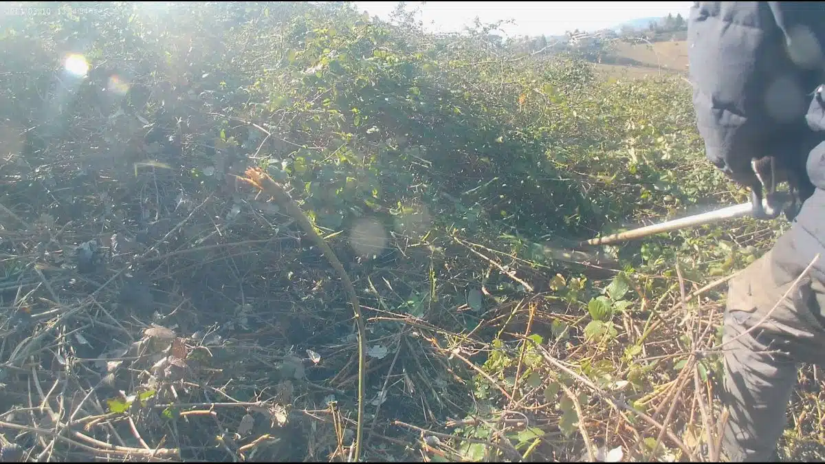 Test del disco Macinone su rovi e canneto 