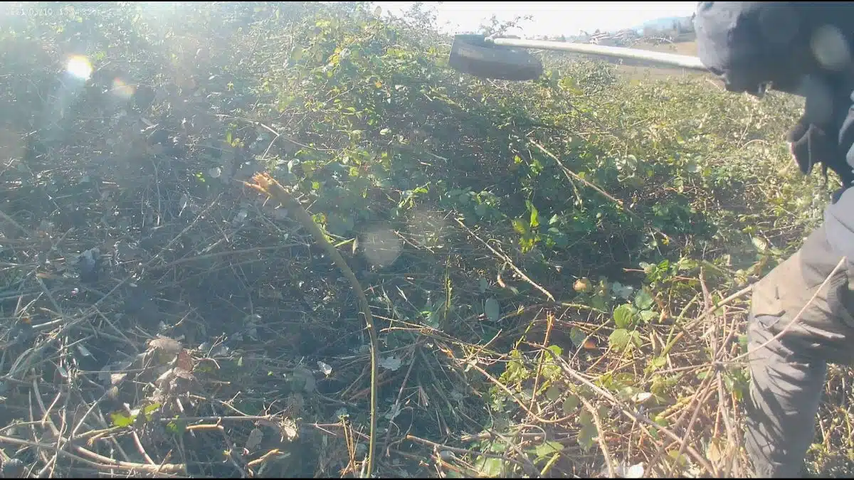 Test del disco Macinone su rovi e canneto 