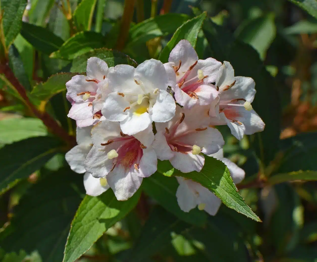 Tipo di terreno e cosa coltivare - Abelia