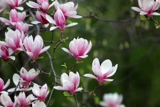 Tipo di terreno e cosa coltivare - Magnolia