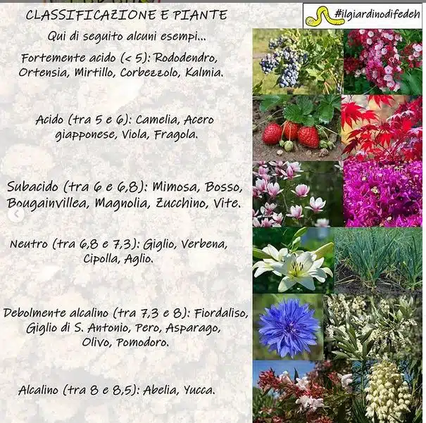 Tipo di terreno e cosa coltivare - piante per tipi di terreno