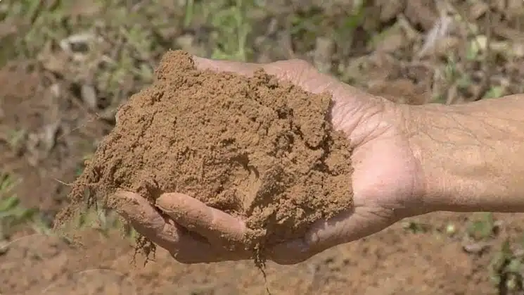 Tipo di terreno e cosa coltivare - terreno limoso