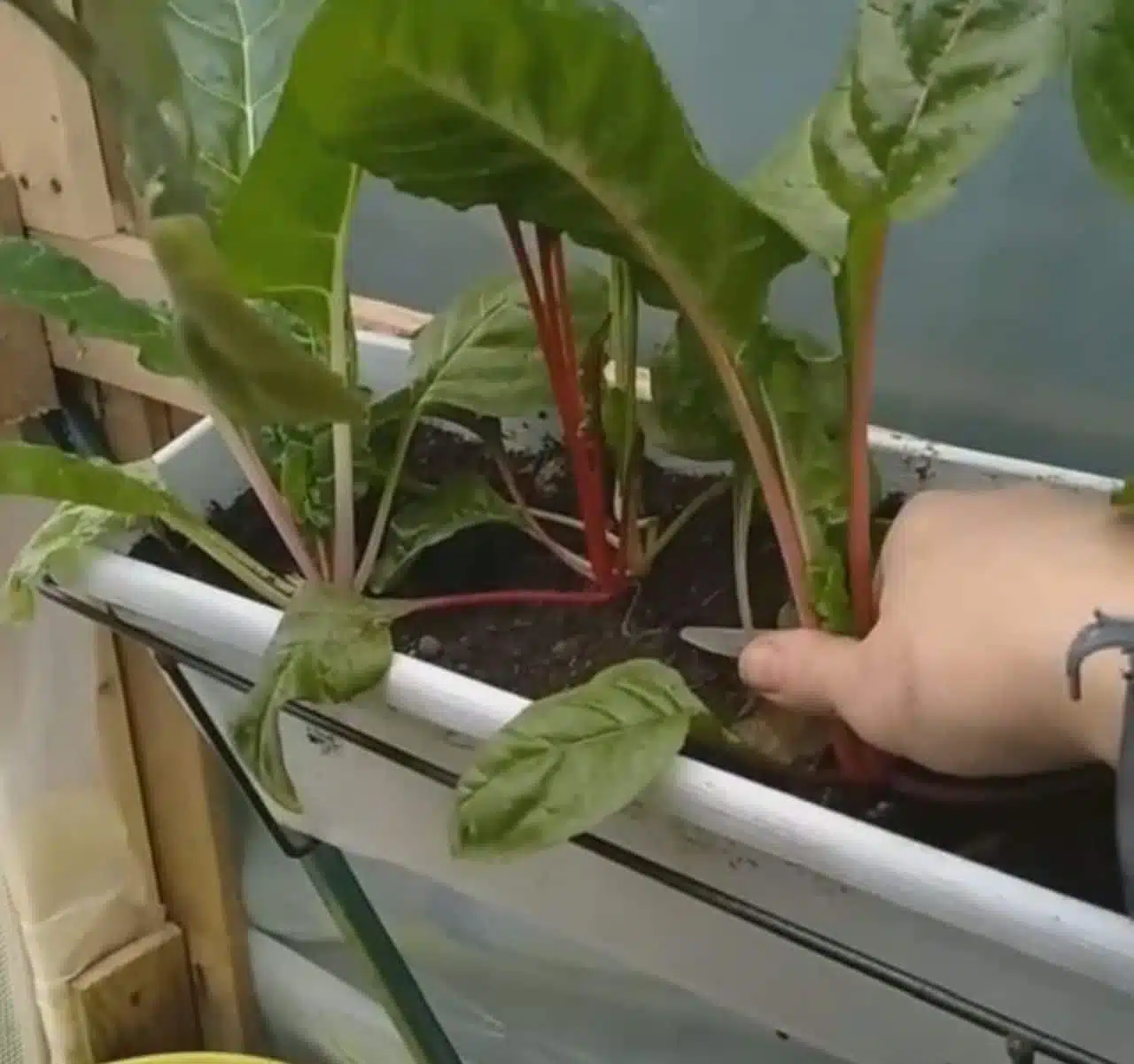 Come si coltiva l'insalata