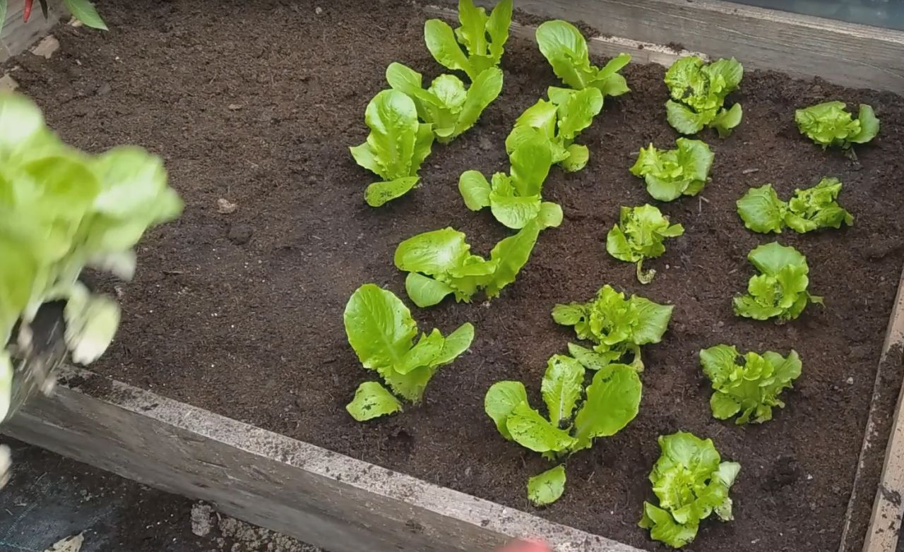 Come si coltiva l'insalata