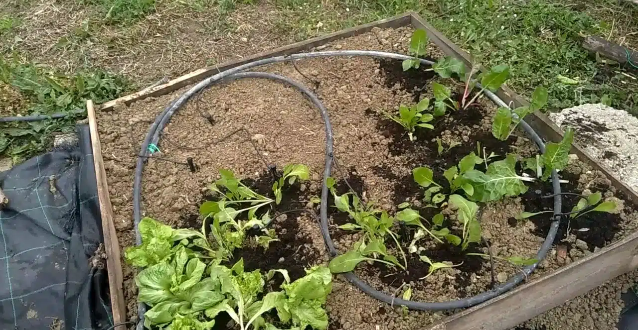 Come si coltiva l'insalata