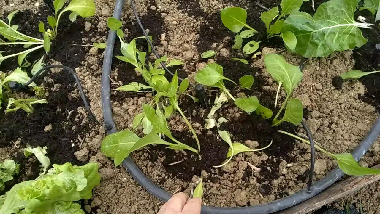 Come si coltiva l'insalata