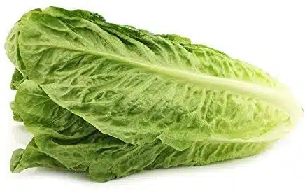 Come si coltiva l'insalata