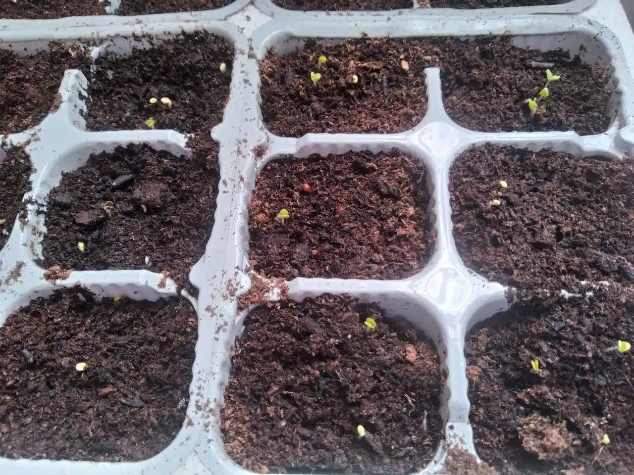 Come si coltiva la lattuga