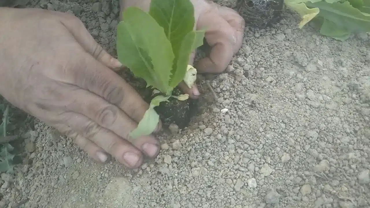 Come si coltiva la lattuga-trapianto piantine insalata