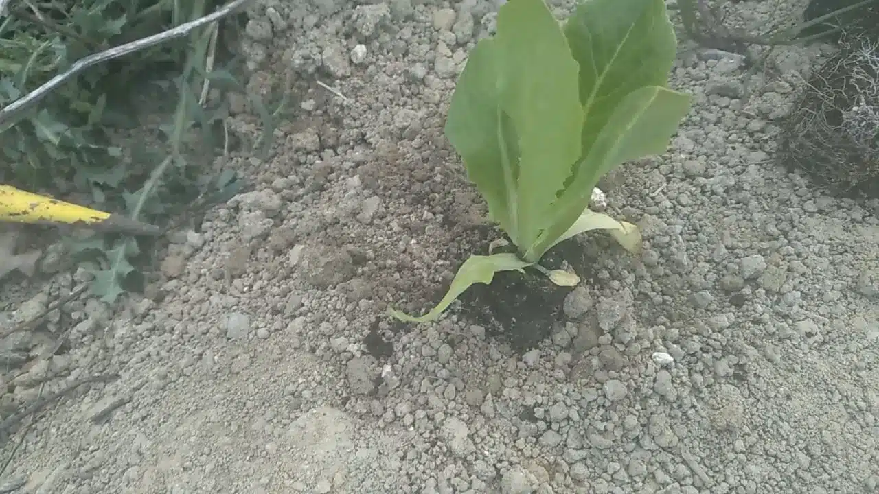 trapianto piantine insalata