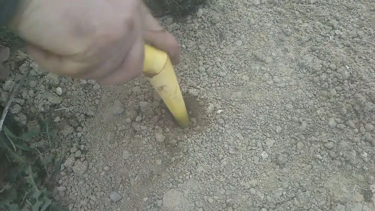 trapianto piantine insalata