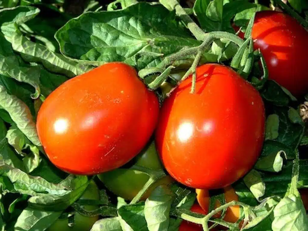 pomodoro siccagno