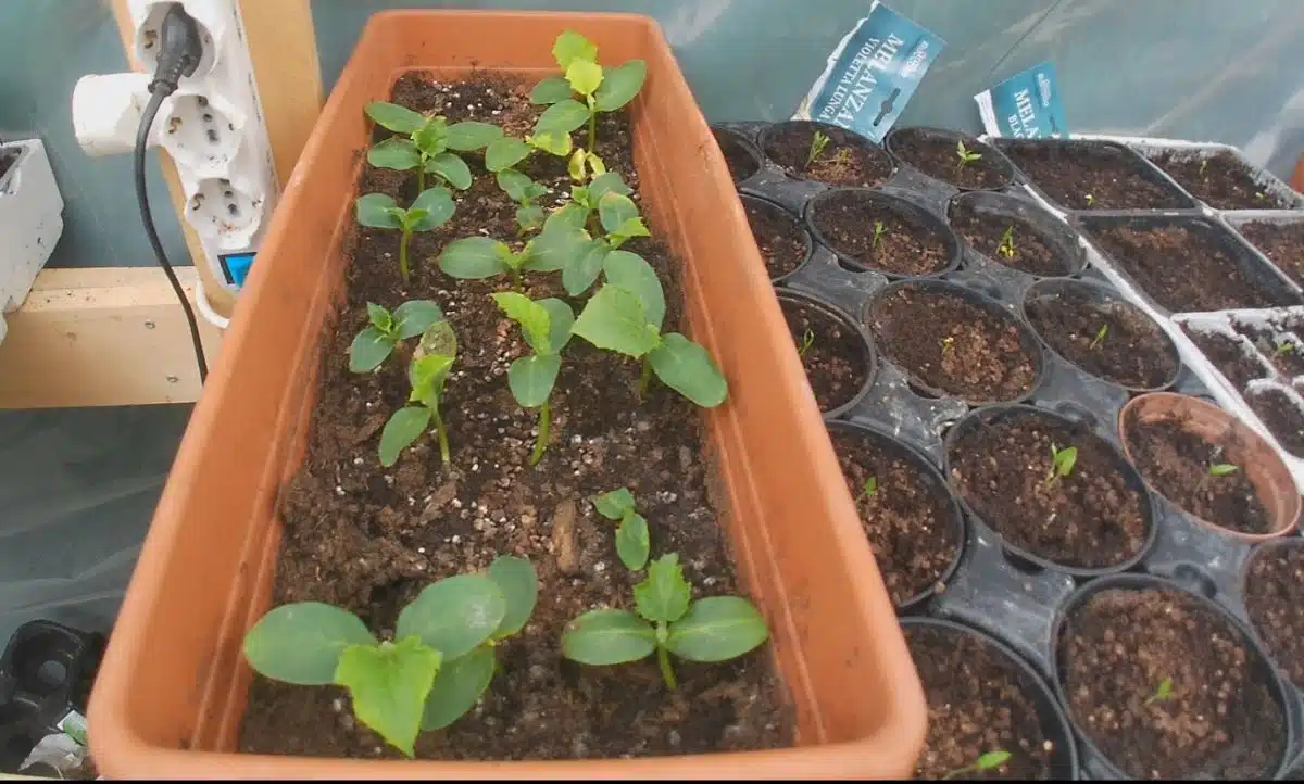 test semi Lidl 5 cetrioli