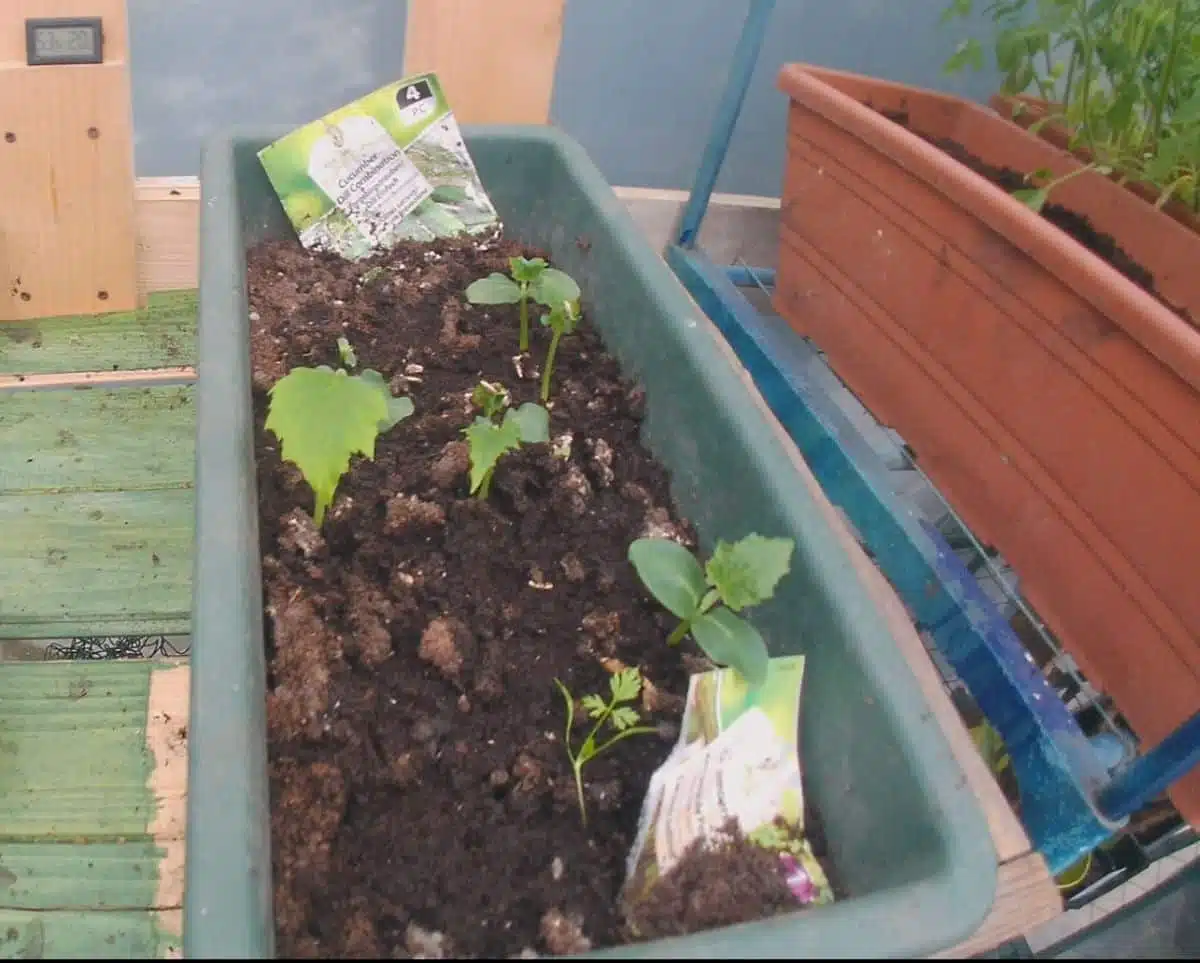 I semi venduti da Lidl sono validi?