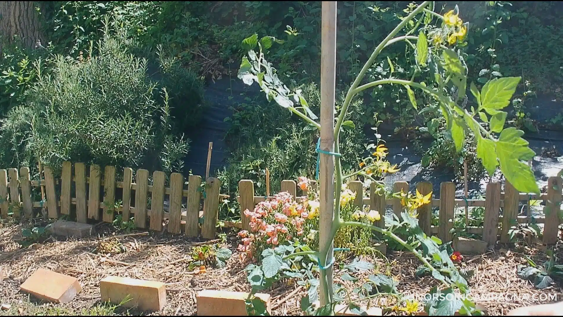 Come coltivare i pomodori in vaso! 2 Come coltivare i pomodori in vaso in un orto sul balcone - pomodoro in vaso