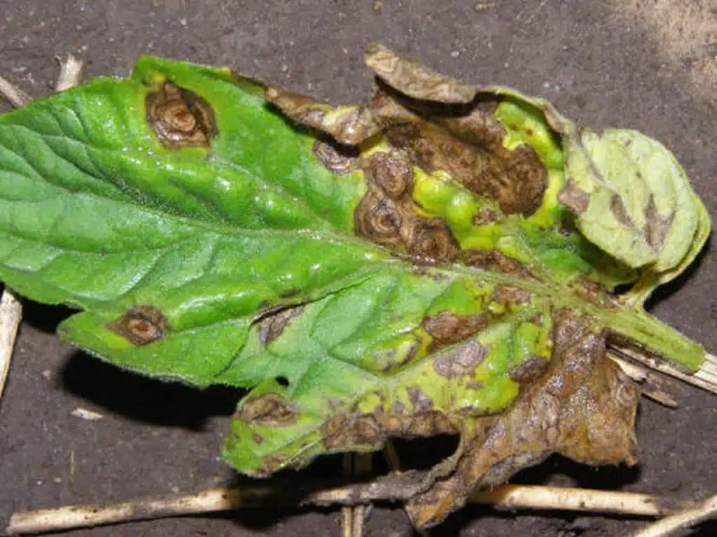 early blight leaf tomato1