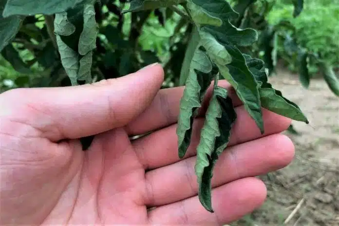 foglia di pomodoro accartocciata arricciata