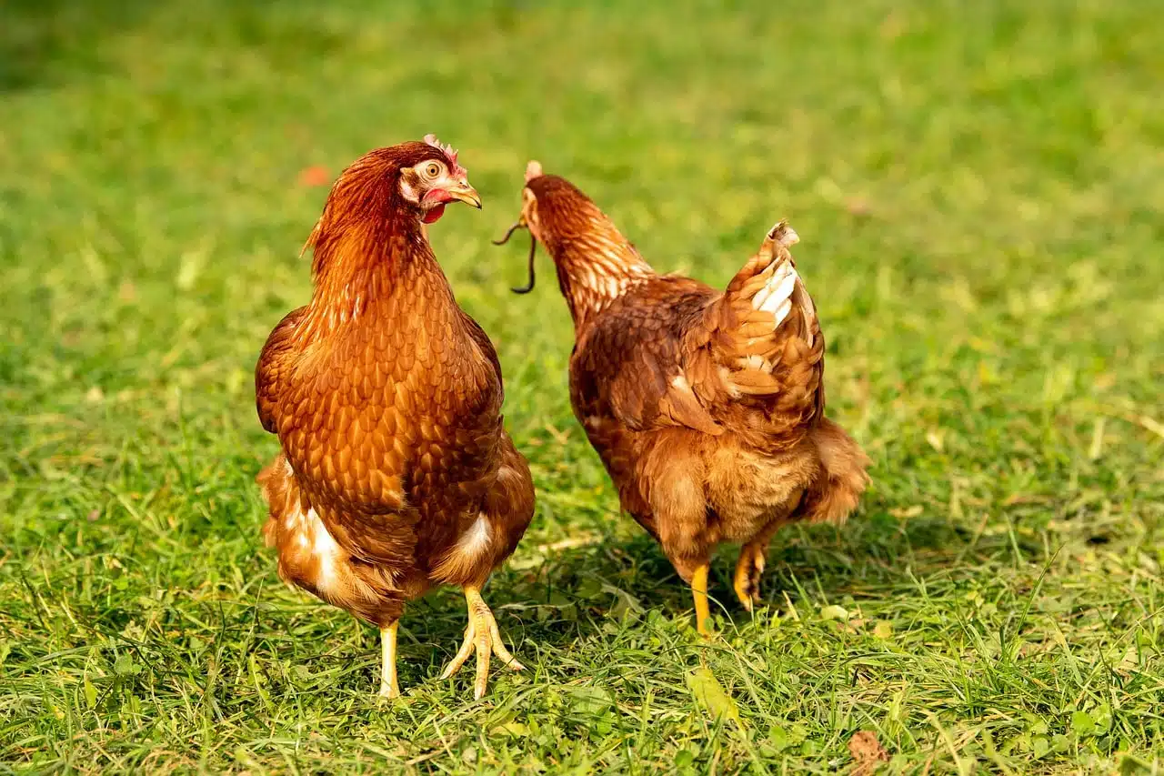 lombrichi per galline