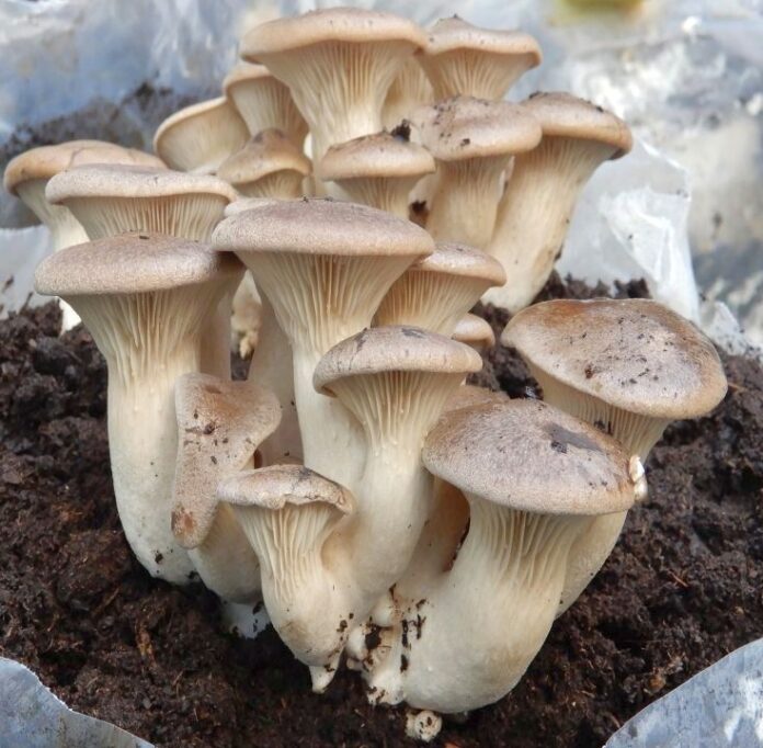 Funghi cardoncelli coltivati in casa