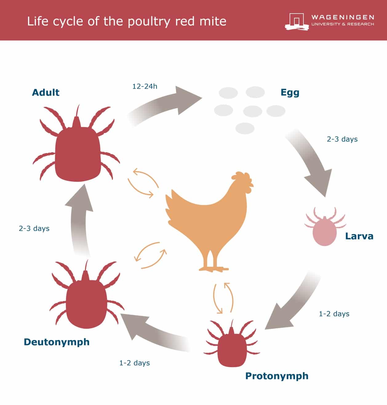 ciclo vitale del ragnetto rosso sulle galline