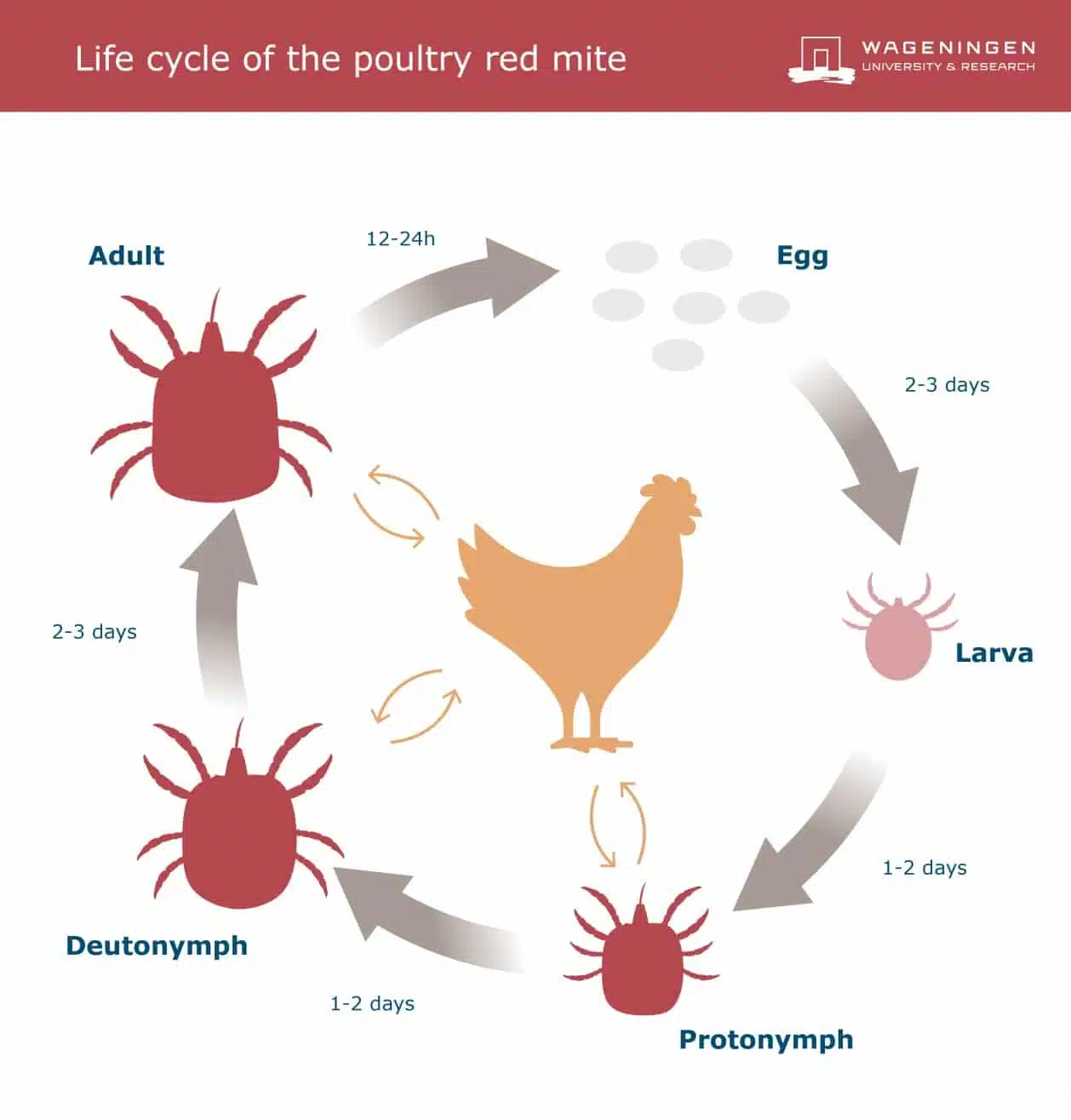 Come eliminare pidocchi, ragnetto rosso ed acari dal pollaio 3 ciclo vitale del ragnetto rosso sulle galline