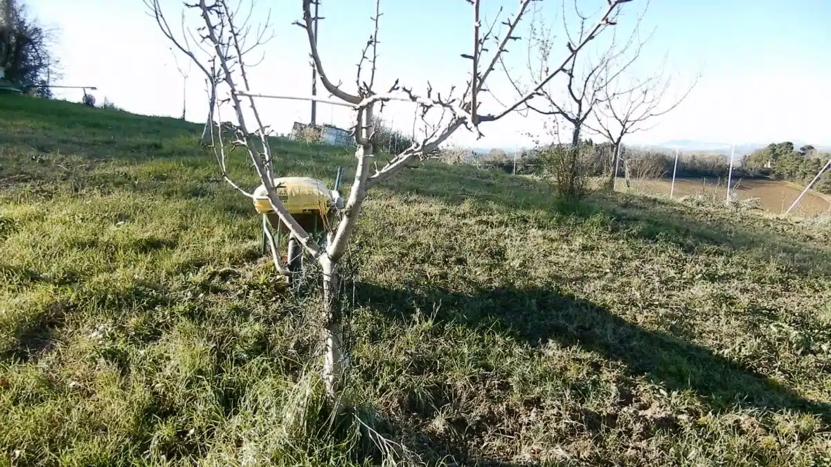 Concimazione autunnale alberi da frutto