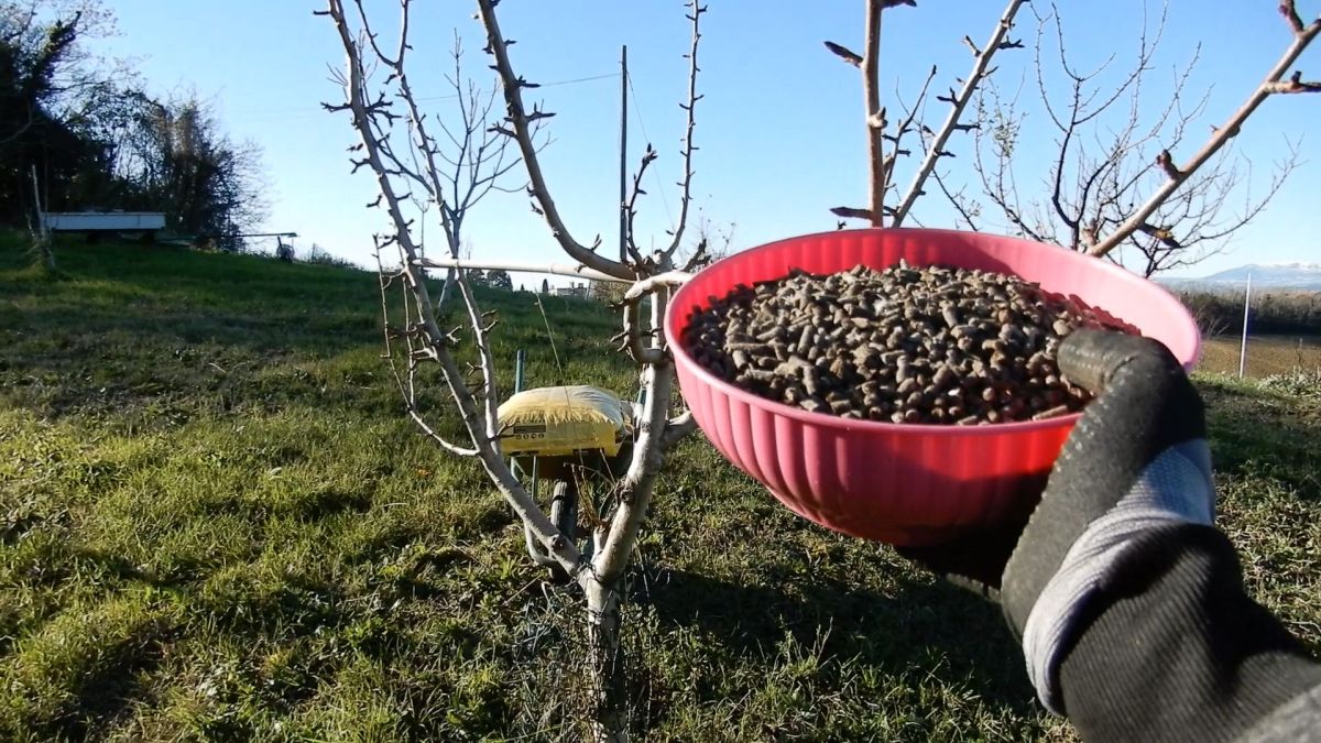 Concimazione autunnale alberi da frutto 3