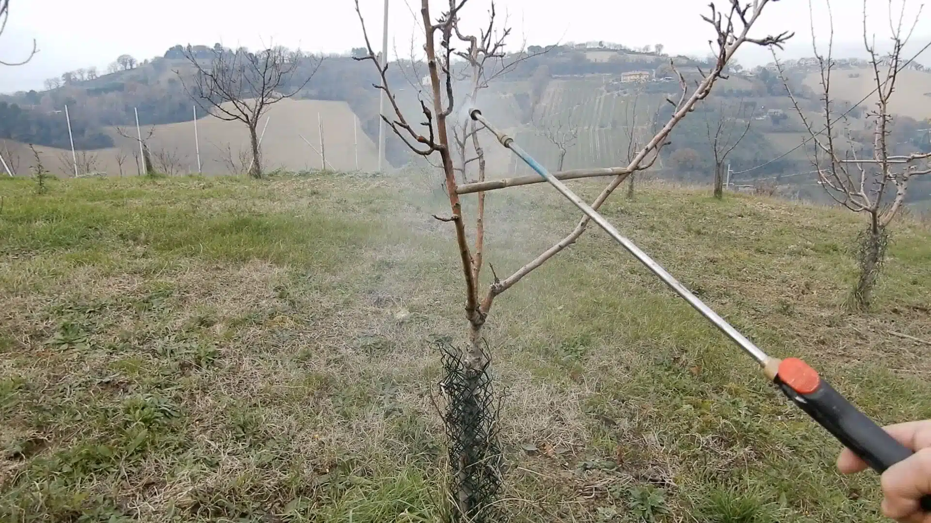 Trattamento invernale degli alberi da frutto 6 Trattamento invernale alberi da frutto con poltiglia bordolese