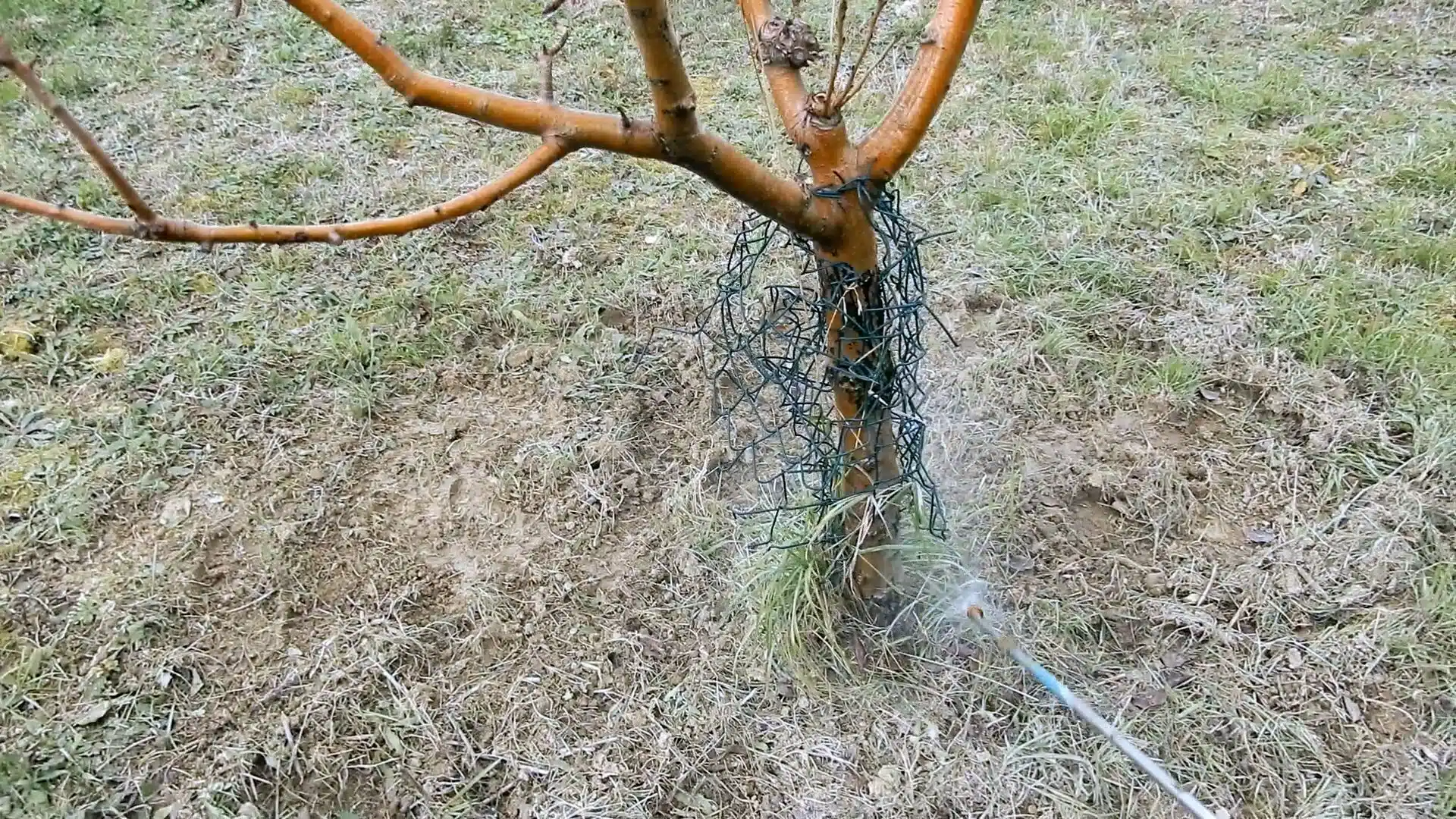 Trattamento invernale degli alberi da frutto 7 Trattamento invernale alberi da frutto con poltiglia bordolese