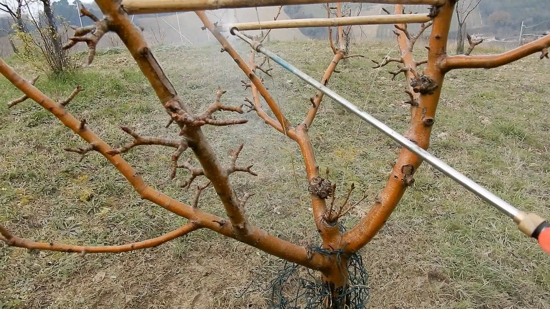 Trattamento invernale degli alberi da frutto 3 Trattamento invernale degli alberi da frutto