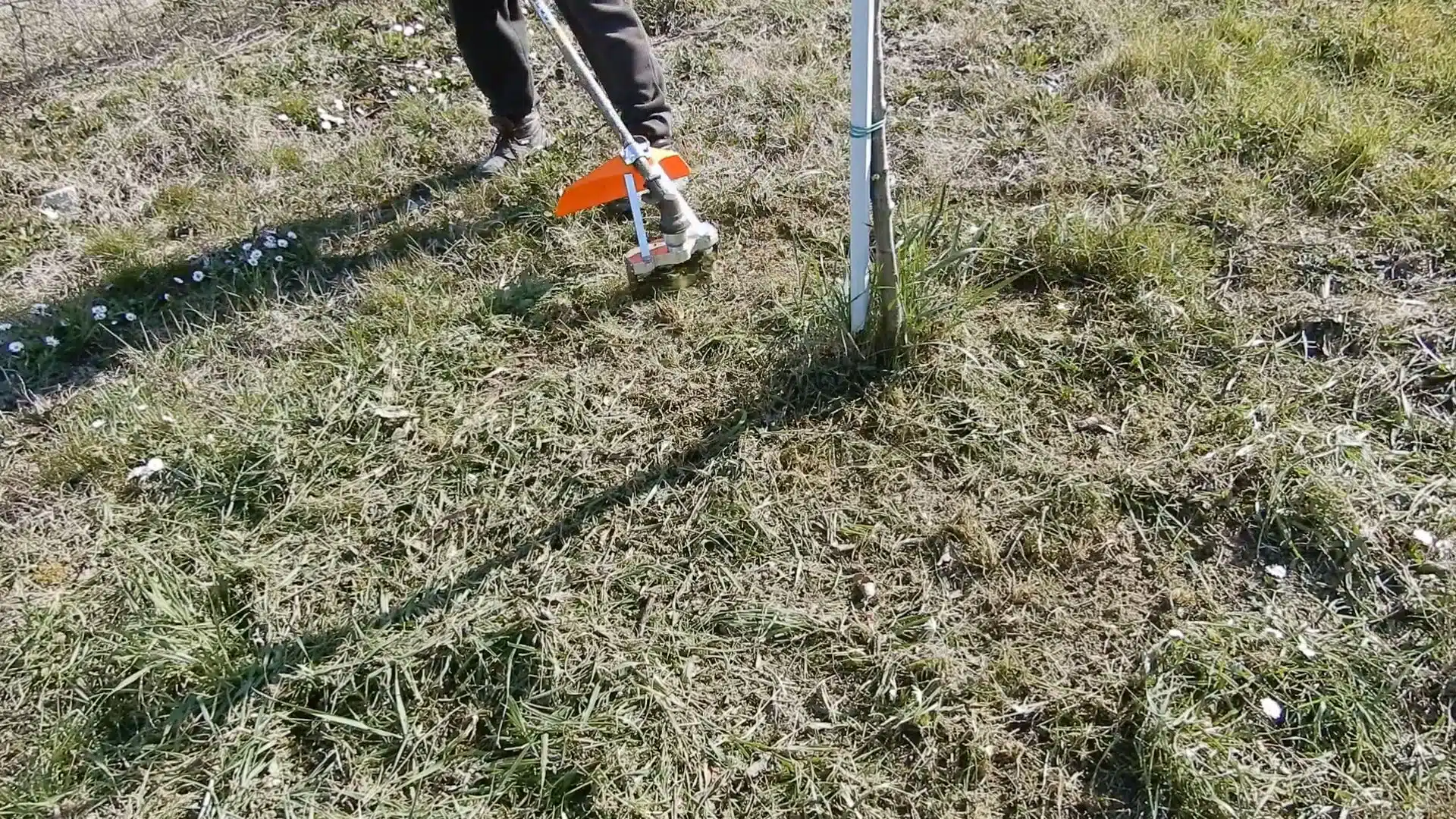 Concimazione invernale degli alberi da frutto con il potassio - come spargere il concime alberi da frutto - mytilla