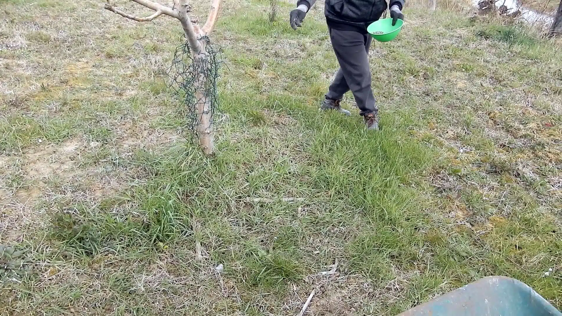 Concimazione invernale degli alberi da frutto con il potassio - come spargere il concime alberi da frutto