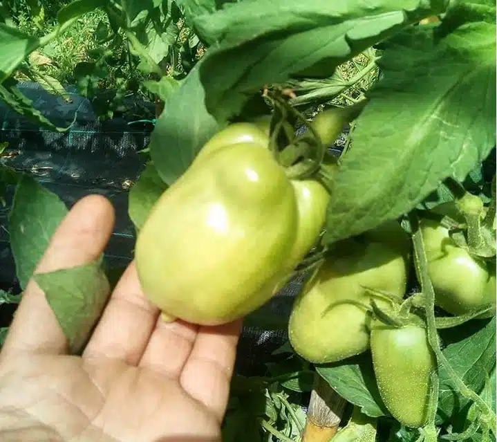 Come si coltivano i pomodori. Terreno, concime, malattie e cimici! 1 pomodori-varieta