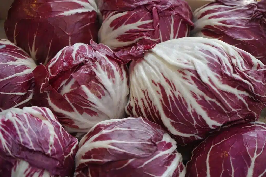 calendario di semina - radicchio