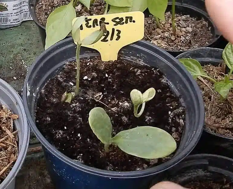 Test germinazione-Jiffy
