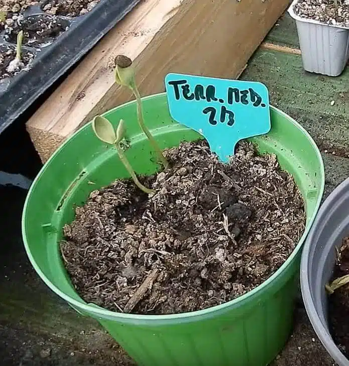 Test germinazione-Vigor Plant Radicom